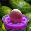 Cup Fit Avocado Growing